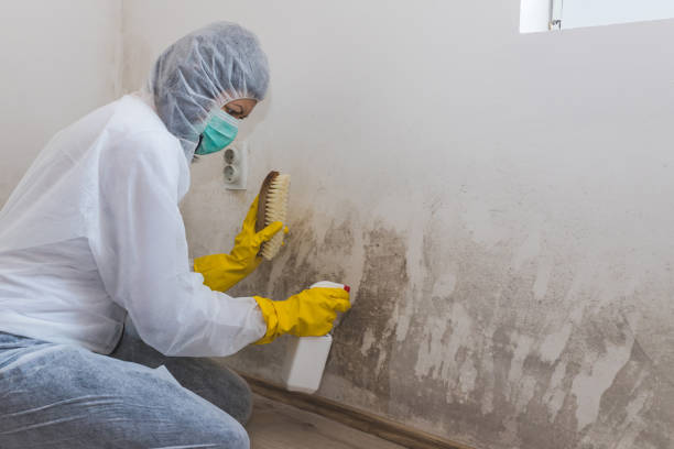 Why You Should Choose Our Mold Remediation Services in Marshville, NC